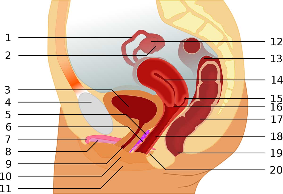 The G-Spot An illustration of the g-spot.
