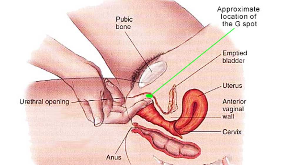 Stimulating the G-Spot An illustration of how to stimulate the g-spot with your fingers.